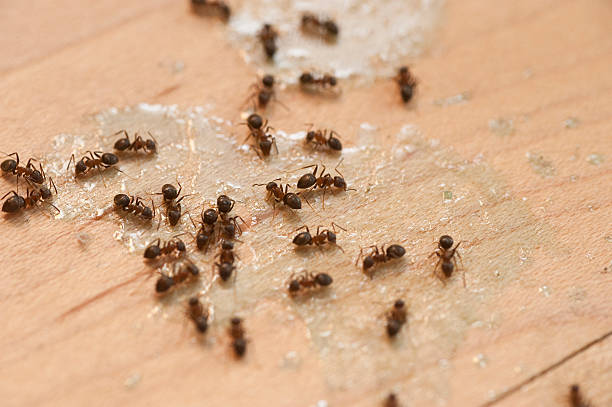 Reliable Pierson, FL Pest Control Solutions