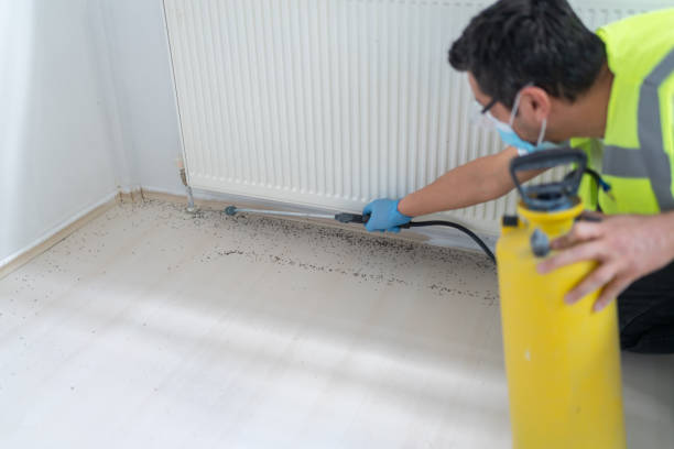 Best Flea Control Services  in Pierson, FL