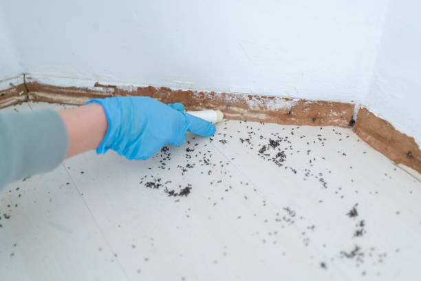 Best Pest Removal Services  in Pierson, FL
